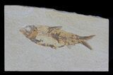 Knightia Fossil Fish - Wyoming #59823-1